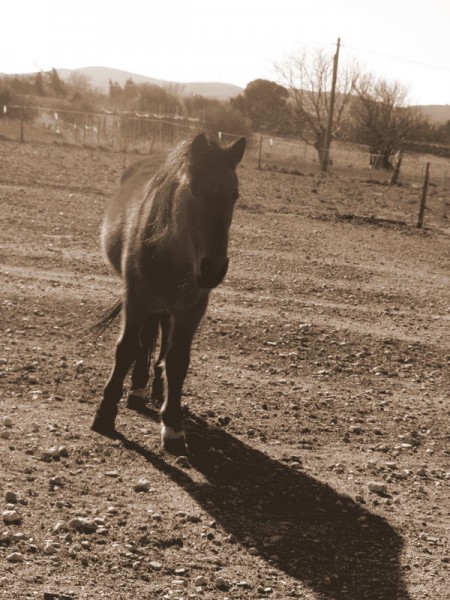  L'air du paradis est celui qui souffle entre les oreilles d'un cheval.  