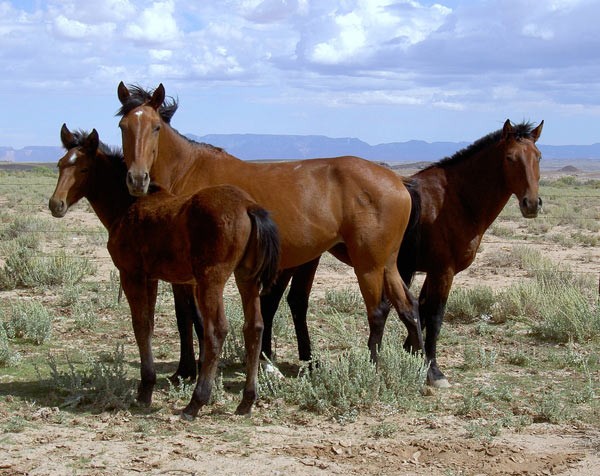 mustangs