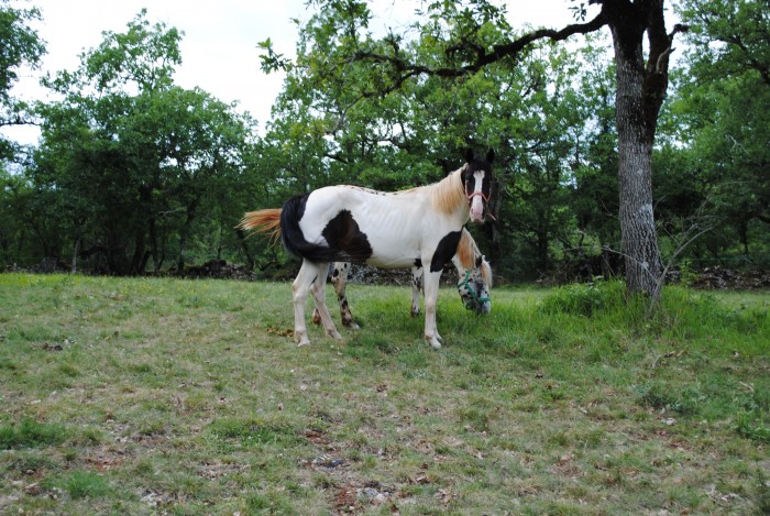 PAINT HORSE A VENDRE 3000 EUROS