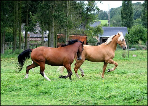 Texas et Olympe