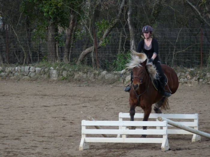 Saut trait jument haflinger croise comptois ! :)