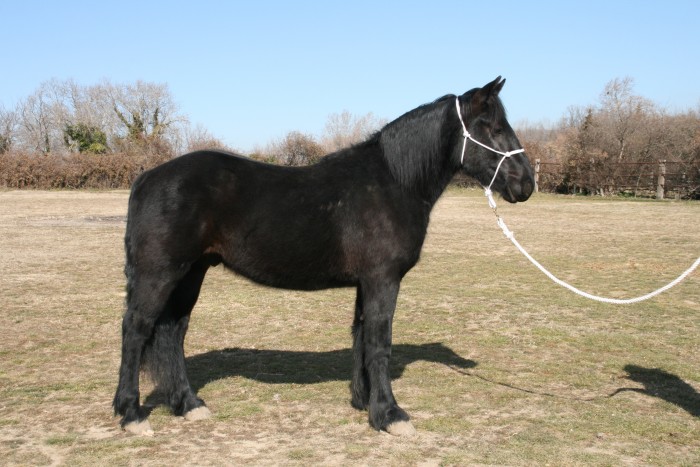 velvet fellow de mairis