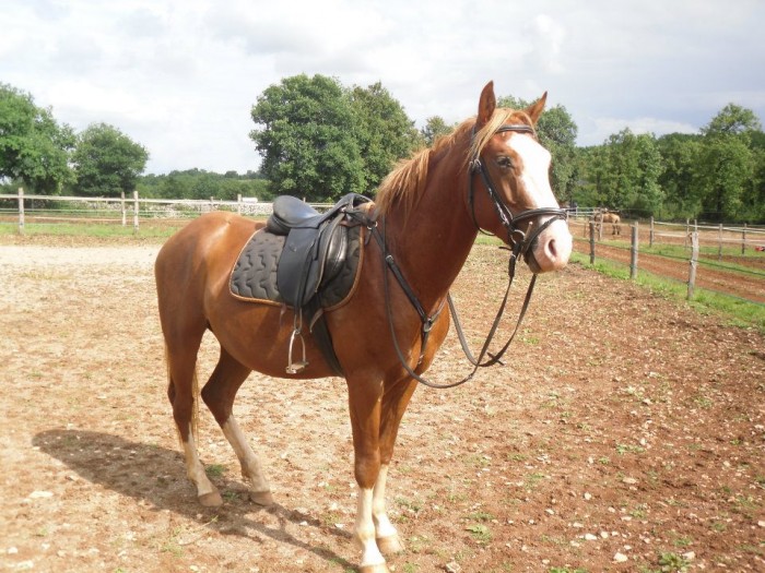 APPALOOSA A VENDRE PRIX 1850 EUROS TEL 06.09.79.69.59