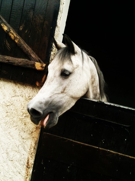 Doudoune