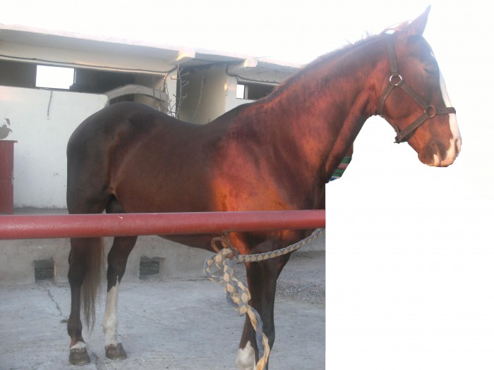 a vendre un tres beau cheval , arab barbre , couleur maron claire Nom�:MERZAQ bien dr�ss�, lhadda,tc
