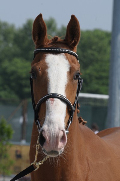 Lady cracotte par : Quaprice et Galoubet A