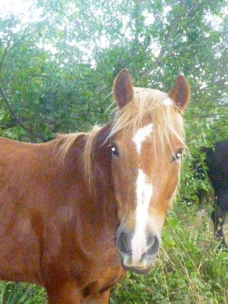 my  littel pony <3 