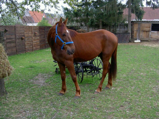 Nitrot mon trotteur fran�ais