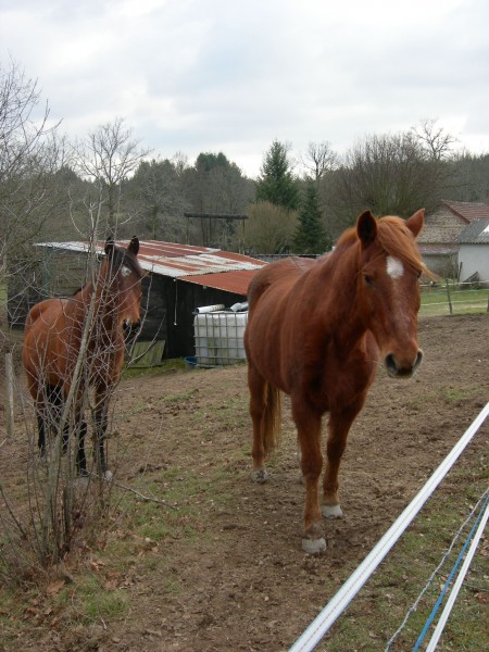 mes chevaux