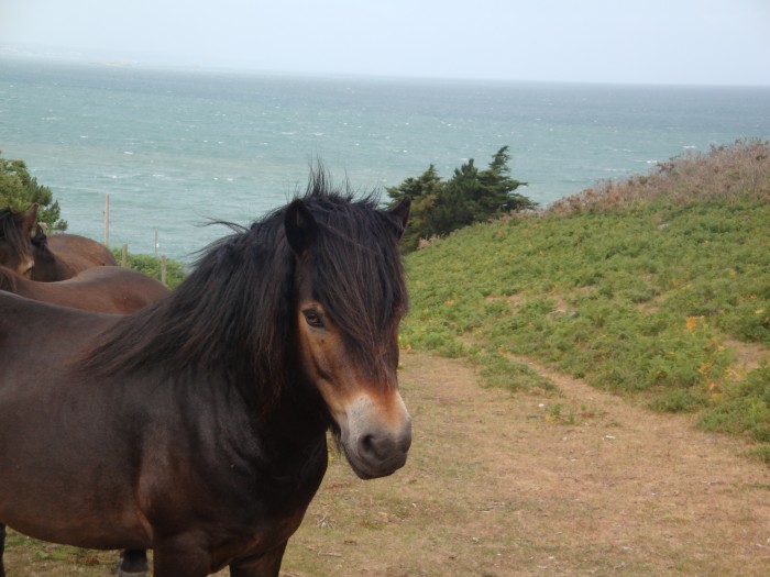 Artiste, petit exmoor.