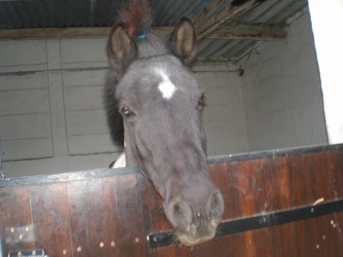 Trop chou ce poney