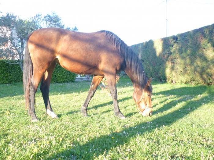 thuster, selle francais A , 5 ans