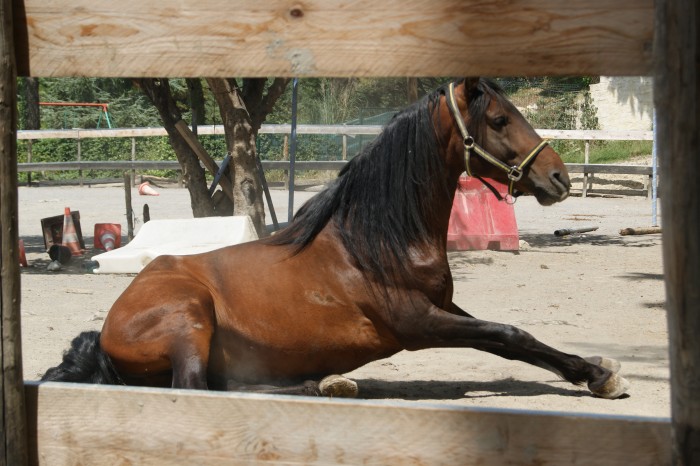 Tiempo, talon pure race espagnole