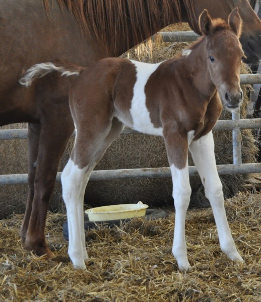 Miss Cally O'Lena pouliche paint horse 2012