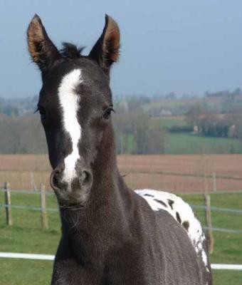 Pouliche crois welsh cob et appaloosa ( Julia )