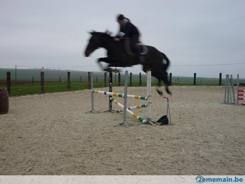 moi et un poulain premiers sauts