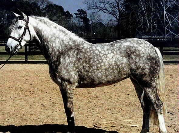 Bango un cheval fougueux beau en pleine forme et hyper gentils  