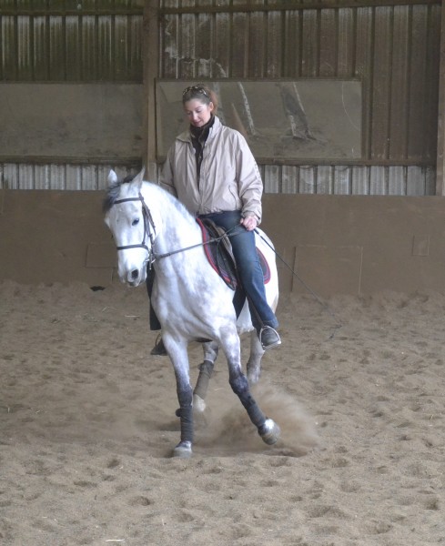 dressage avec la coach