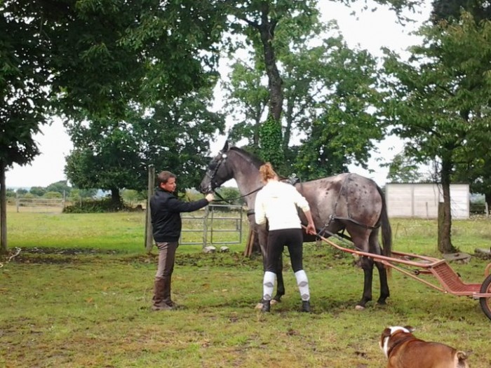 Odyse, dbourrage attelage  10 ans.