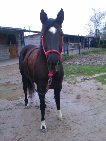 ma jument quarter horse de 7 ans doxane lynx fille de doxie poco lynx et de klo de st jean