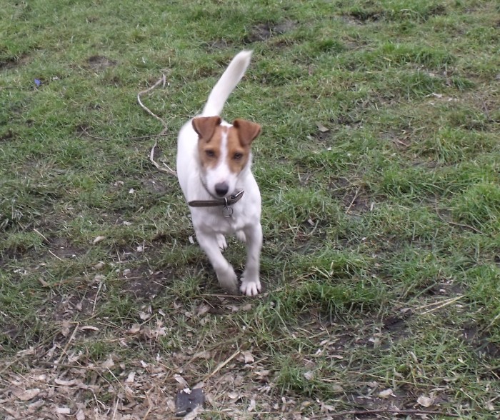 compagnon de promenade et de jeux