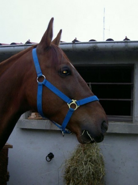 Nitrot mon trotteur fran�ais