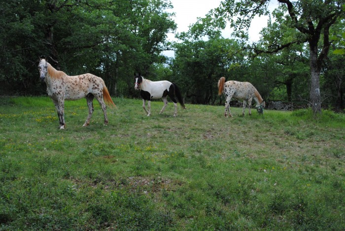 APPALOOSA ET UN PAINT POUR  LA LOCATION