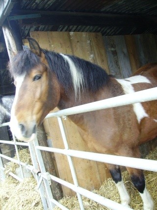 Piki , le voisin de mon loulou....