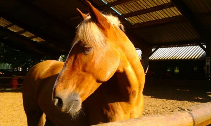 Voici notre poney en libert au soleil ! 