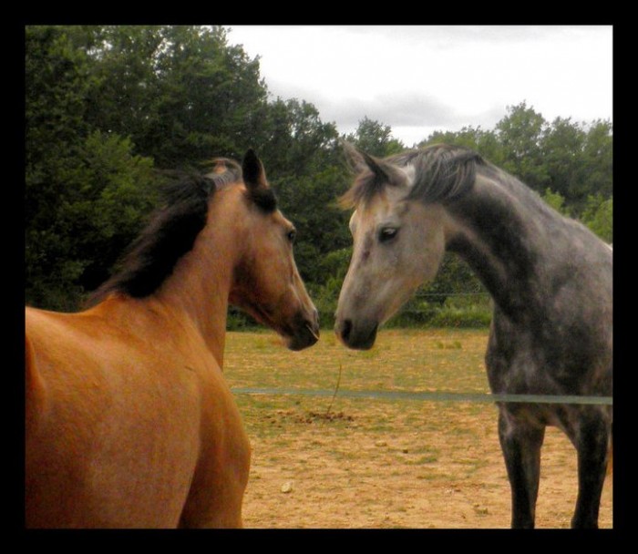 Son Amoureux  OUR