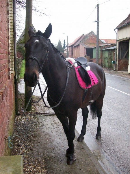 Cravache équitation pour cheval Döbert