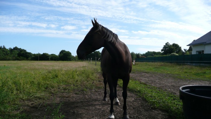 dans son paddock actuel