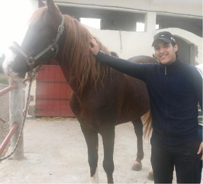 a vendre un tres beau cheval , arab barbre , couleur maron claire Nom�:MERZAQ bien dr�ss�, lhadda,tc