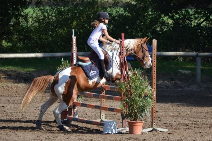 Tapis de selle Veredus  Matériel équitation cheval