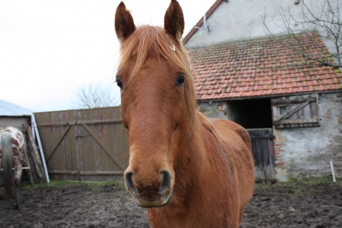 Encore Quemir un jeune cheval de 7 ans