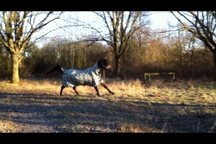 En libert dans le terrain de cross cet hiver