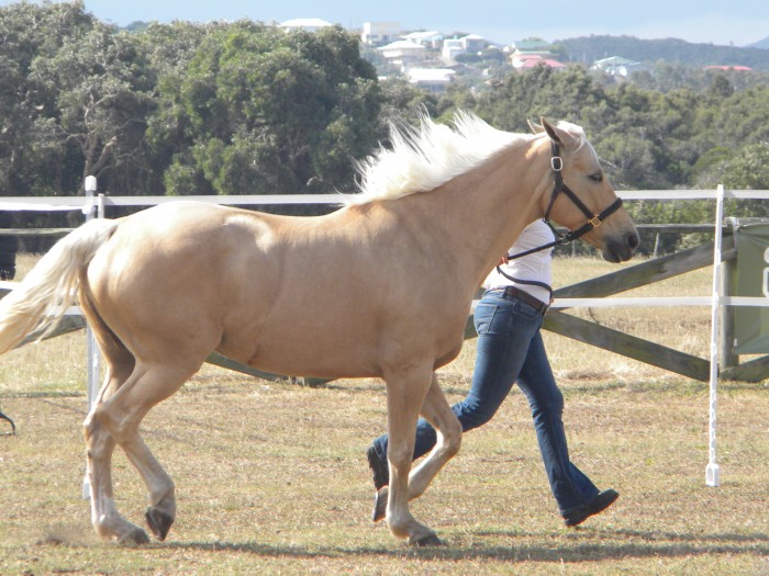 prsentation concours modle jument de selle foire de Koumac 2010 
