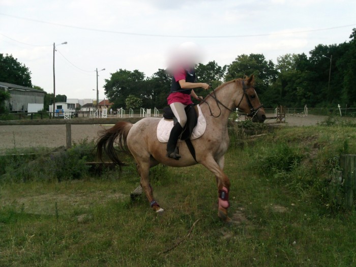 Caline