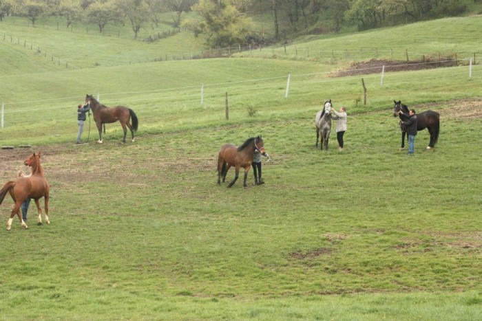 Mise au parc 2012