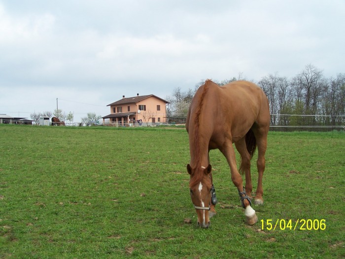 daphner par : Galoubet A et Grand Veneur