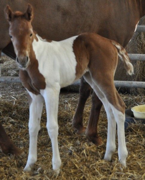 Miss Cally O'Lena pouliche paint horse  reserver