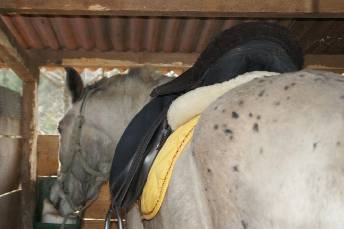 Tia, jument appaloosa/quater/arabe