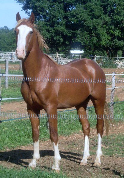 APPALOOSA A VENDRE PRIX 1850 EUROS TEL 06.09.79.69.59