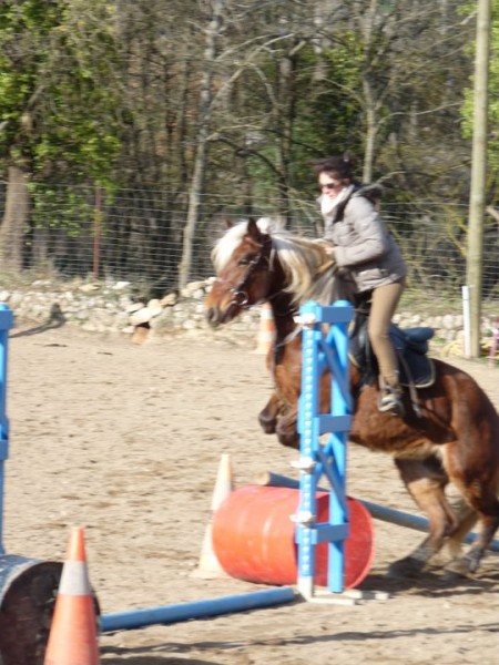 Saut trait jument haflinger croise comptois ! :)