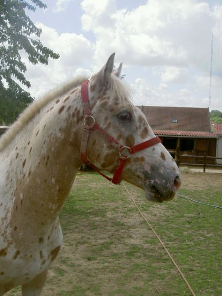 Tonnerre mon appaloosa