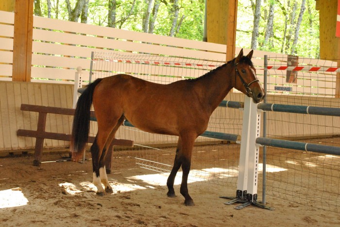 absolute du colandier 2 ans
