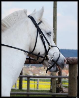 bouille d'amour