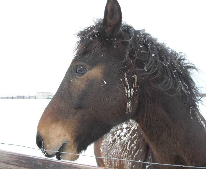 un Sparrow glac� cet hiver !