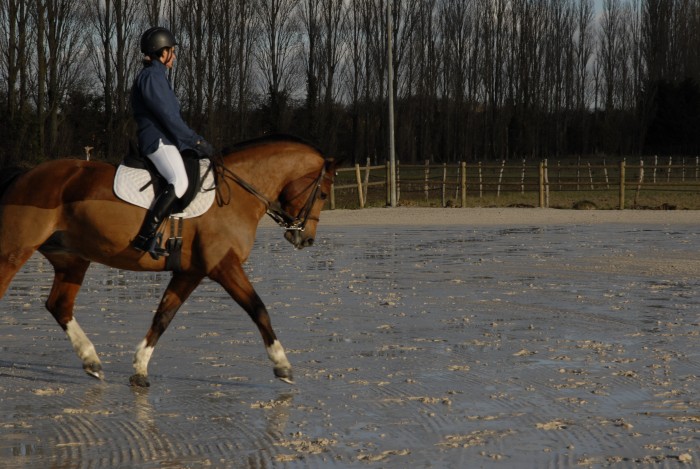 Dressage..