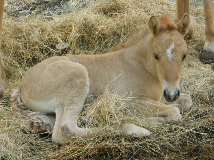D�sir�e. Fjord x Haflinger x Palomino 2ans le 05/07/2012